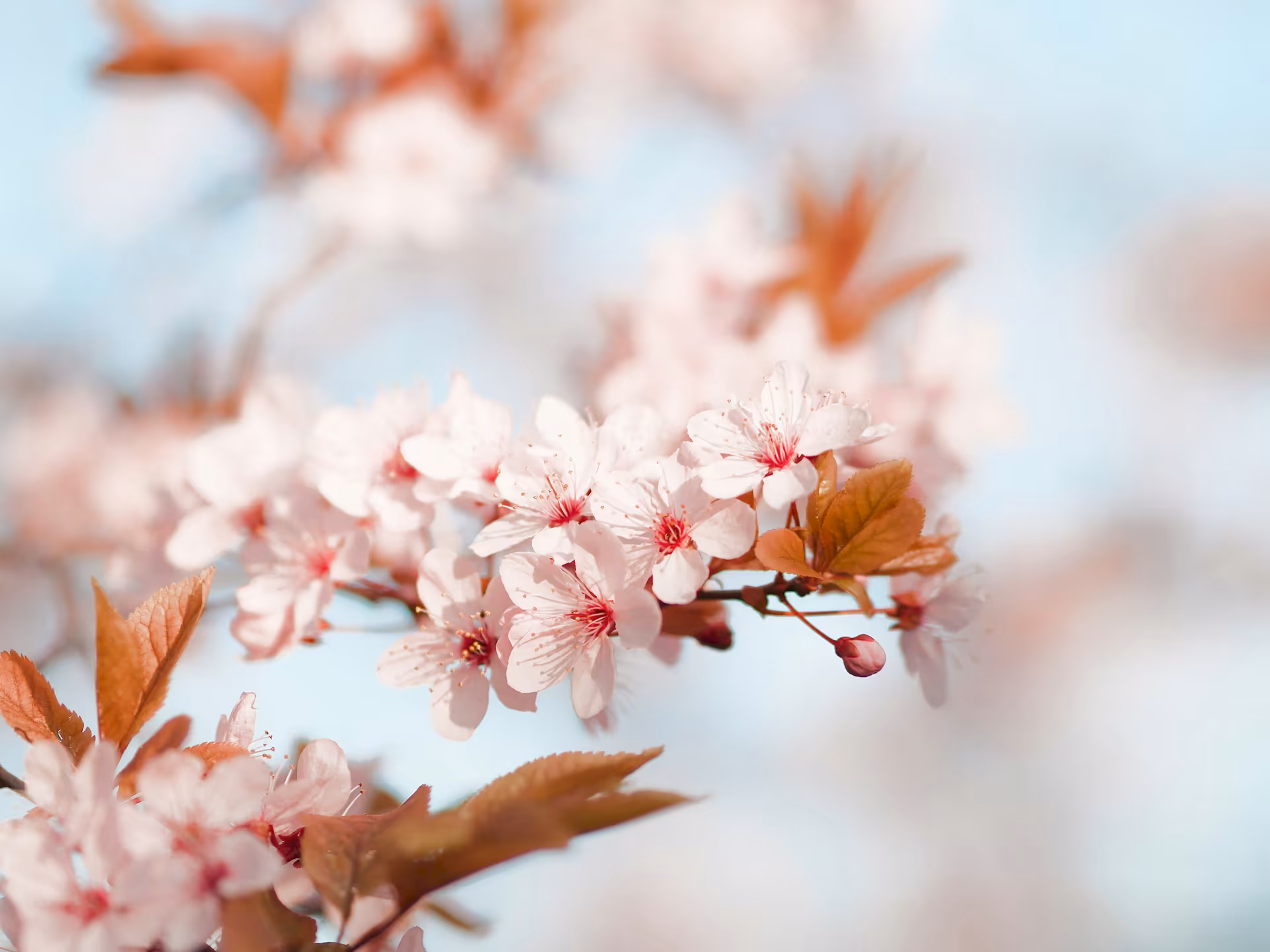 hexo-indexnow插件使用教程